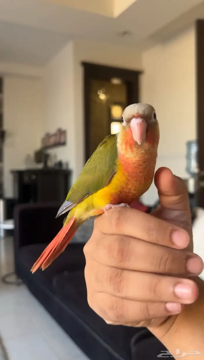 ببغاء كنيور اناناس دبل رد فاكتر هدد واليف 0