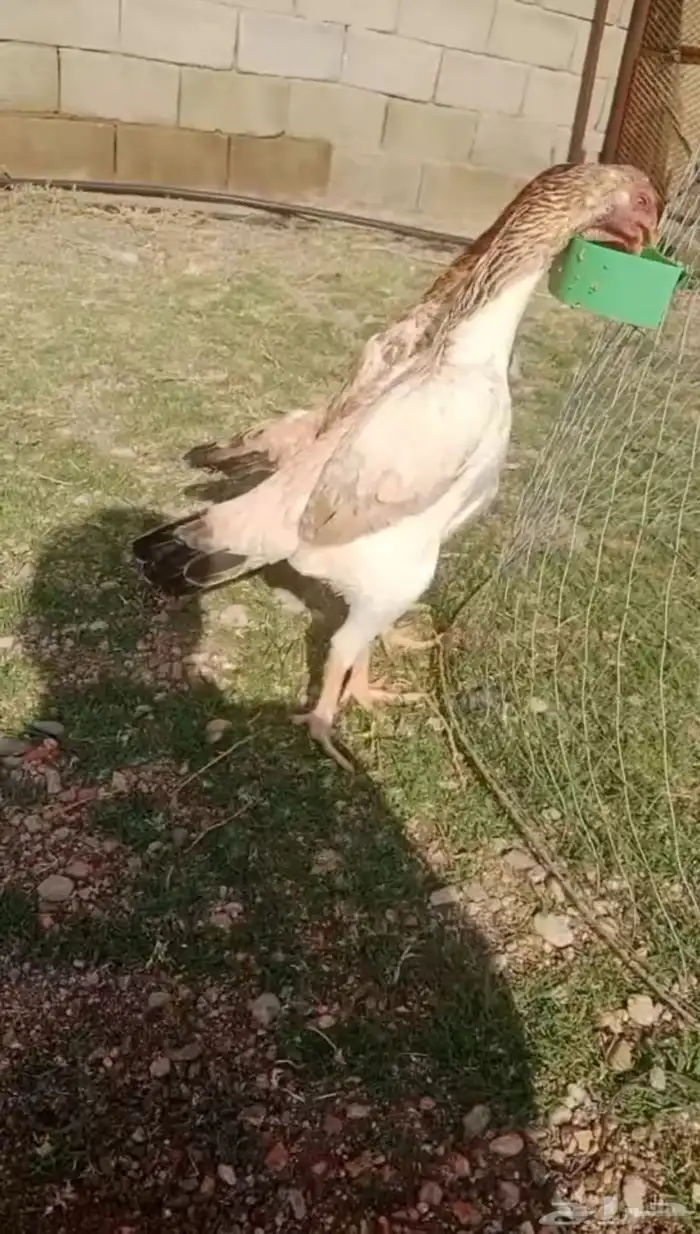 دجاج شامو ياباني توب 4