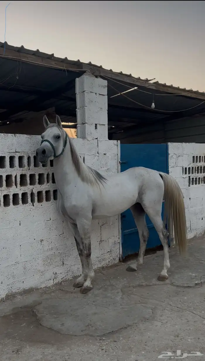 حصان واهو ولد عمار العامريه جده العديد الشقب 1