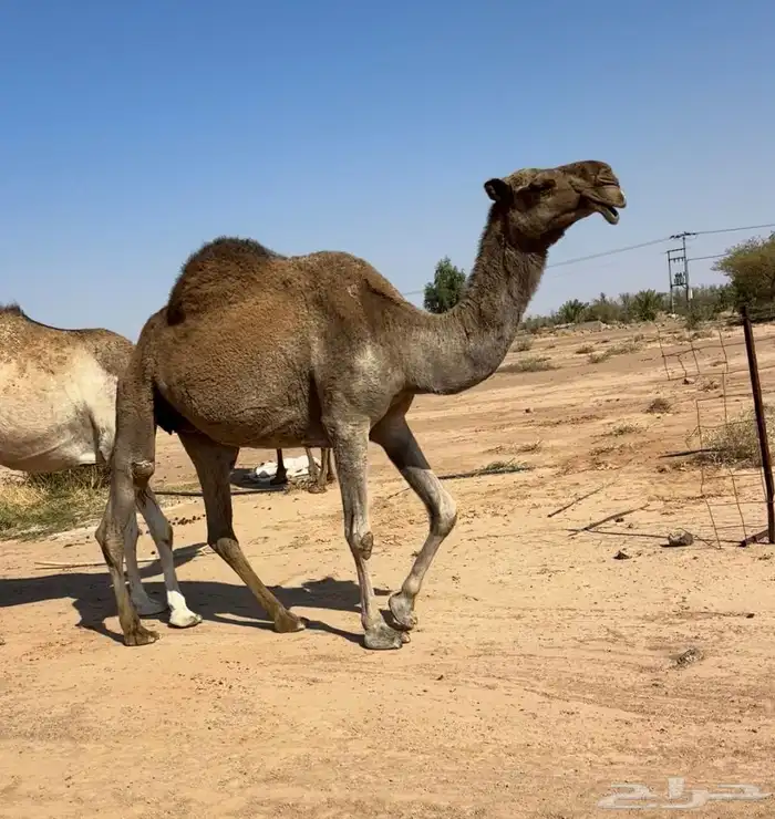 ضروبه شعلا 2