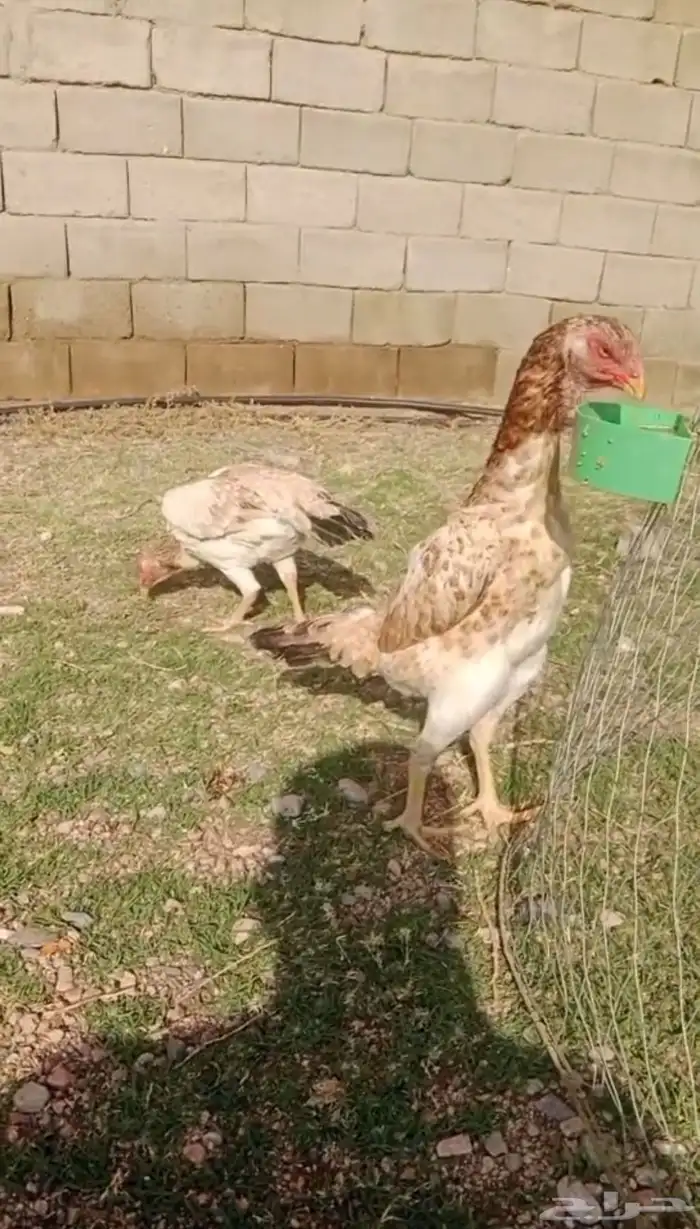 دجاج شامو ياباني توب 0