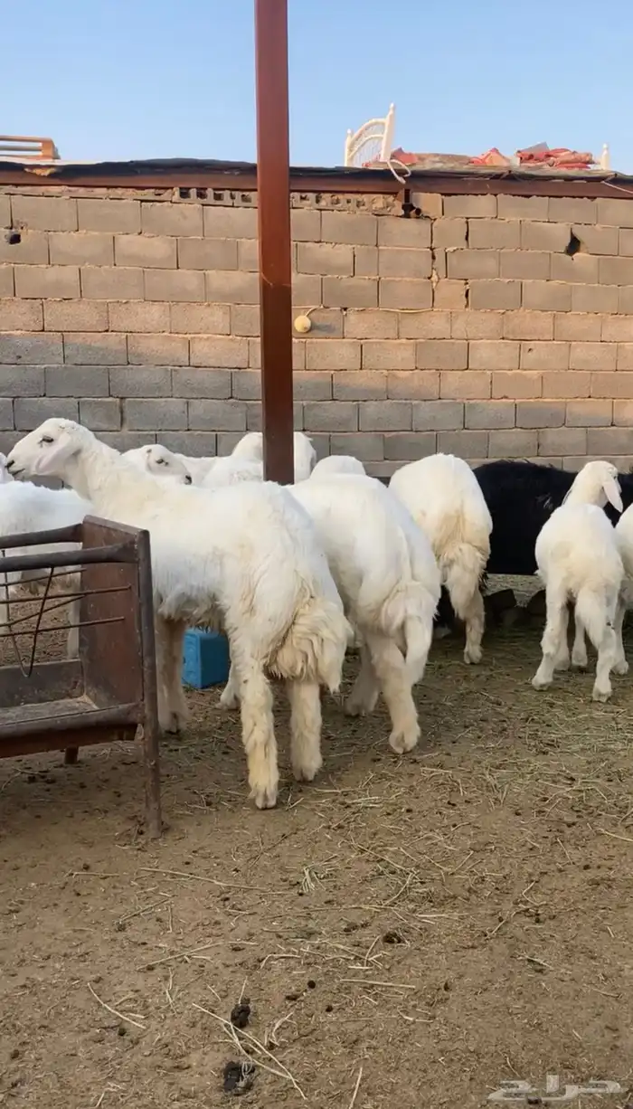 ذبايح حريه جبره شي فاخر 8