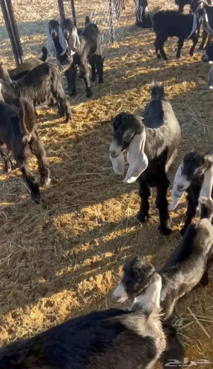 عوارض متابيع ومقرعه عددها 17 معها 19 1