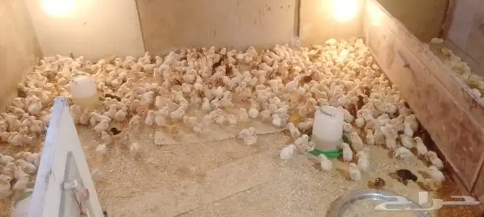 صوص بعمر 10 ايام للبيع جملة 2