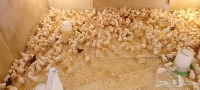 صوص بعمر 10 ايام للبيع جملة 1