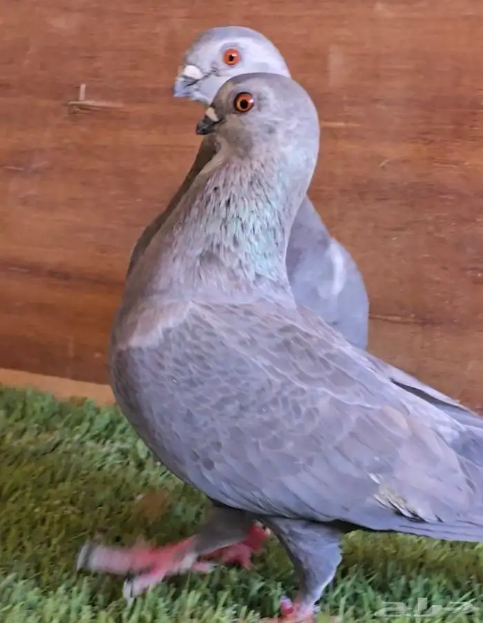 جوز بوز ابو كحله مغبر بطل 1