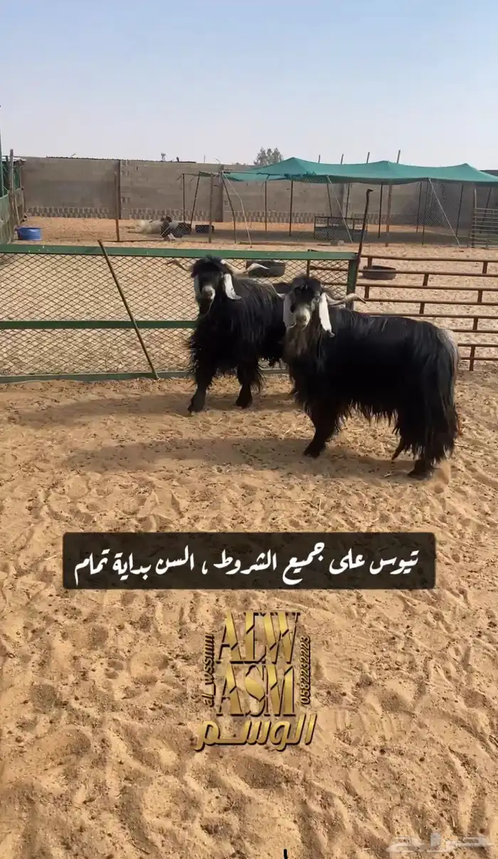 تيوس شرط القريع 0