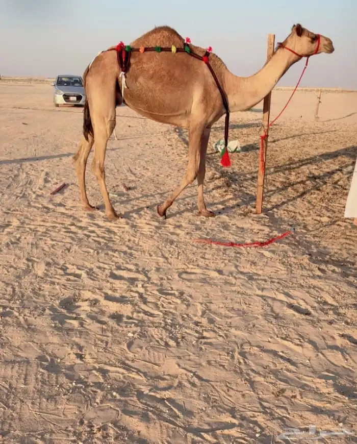 خلفه بنت شاهين الحوات الحمر تحتها بكره للبيع هجن 0