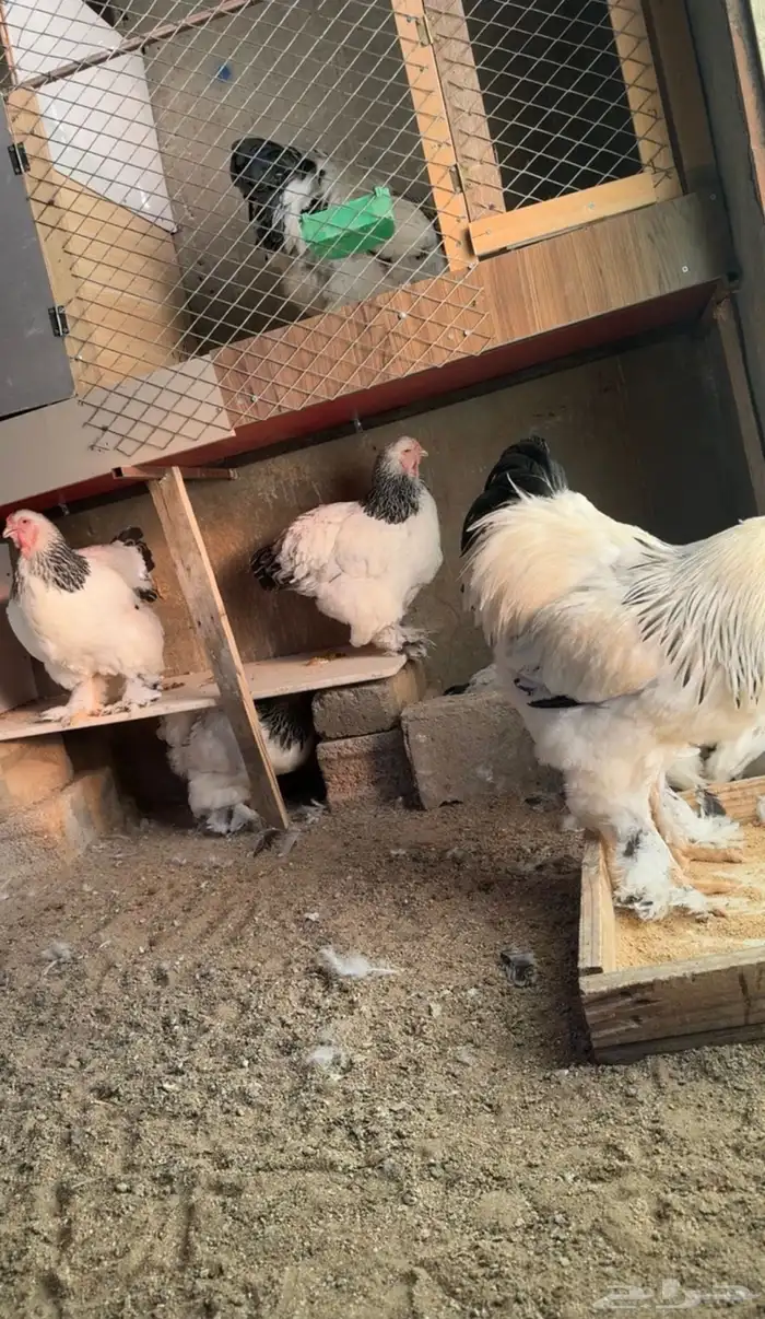 صوص براهما 3