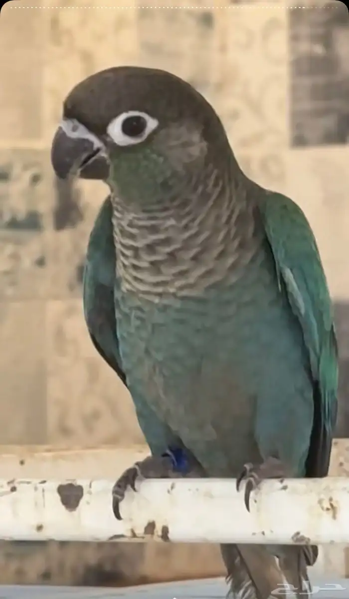 فروخ كنيور بلو شيك( عرض ) 4