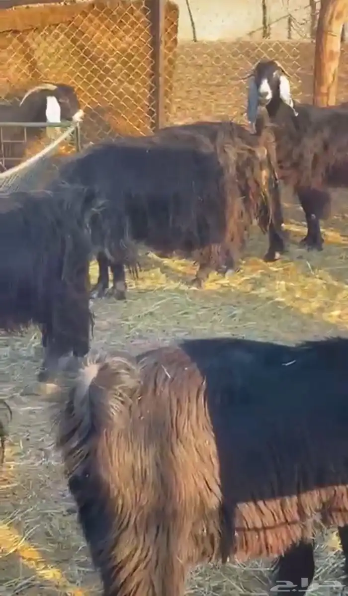 عوارض متابيع ومقرعه عددها 17 معها 19 2