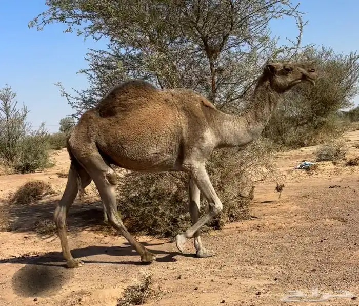 ضروبه شعلا 3