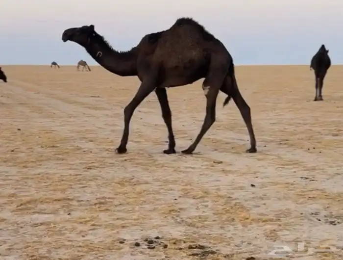 قعود وحيداني مقنويي 3