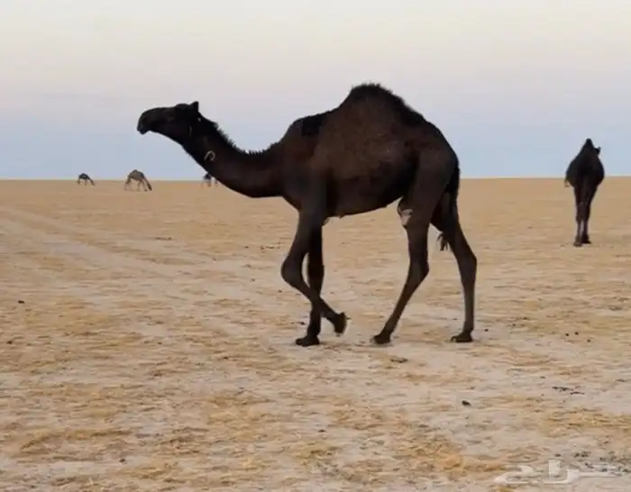 قعود وحيداني مقنويي 2