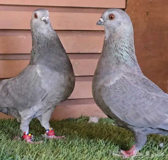 جوز بوز ابو كحله مغبر بطل 4