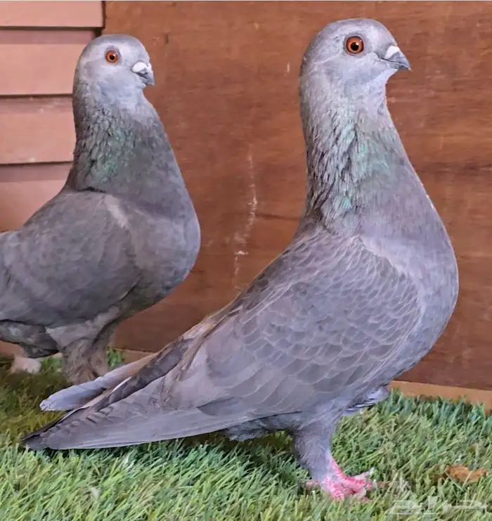 جوز بوز ابو كحله مغبر بطل 2