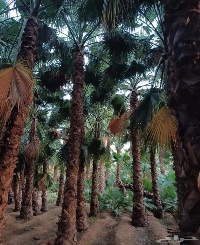 نخل واشنطني زينه جميع المقاسات وتنسيق الحدايق وقص الشجار وتك 7