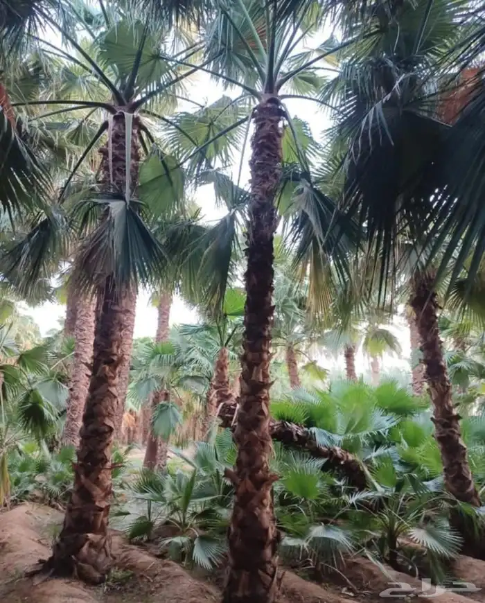 نخل واشنطني زينه جميع المقاسات وتنسيق الحدايق وقص الشجار وتك 6