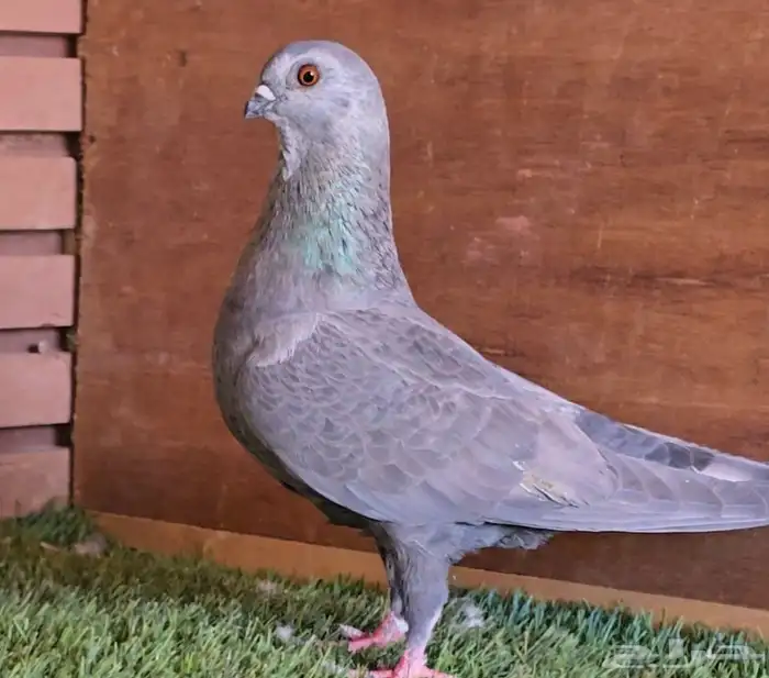 جوز بوز ابو كحله مغبر بطل 3