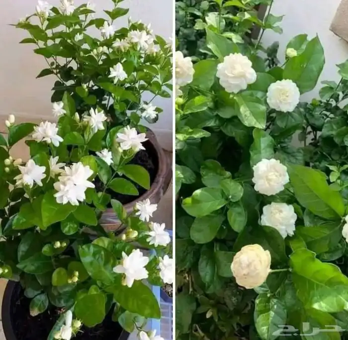 مشاتل تنسيق الحد ائق 8