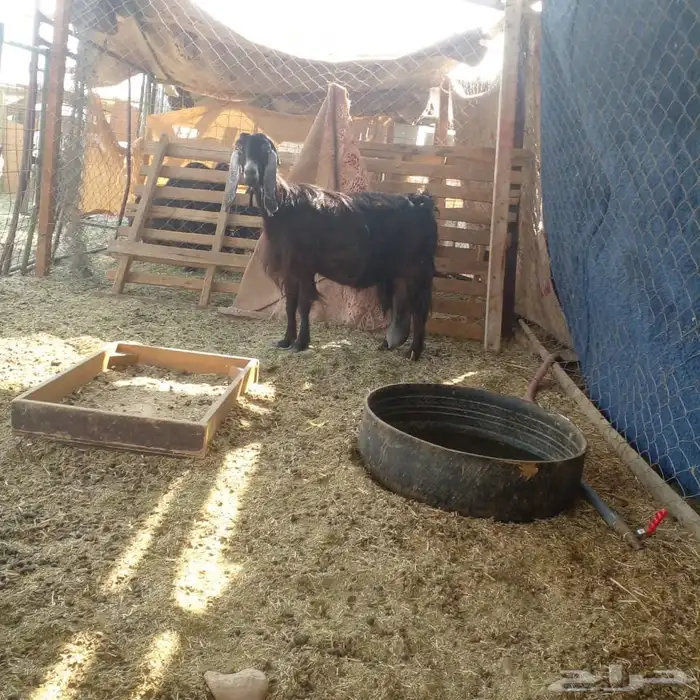 عنز عارضيه حليب 1