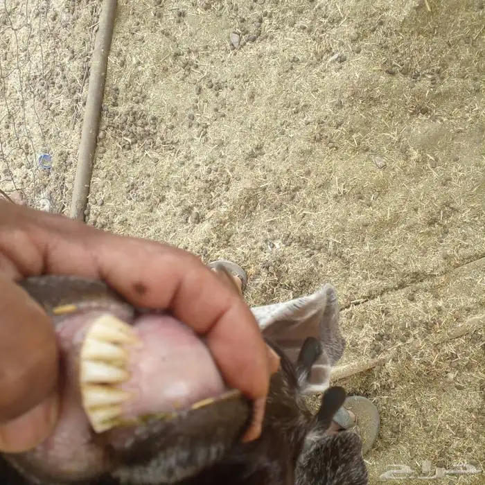 عنز عارضيه حليب 0