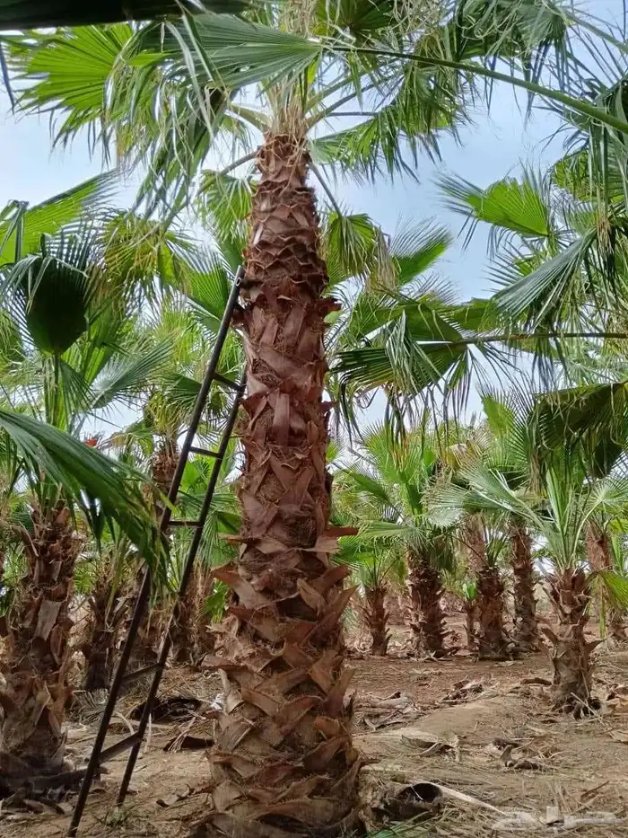 نخل واشنطني زينه جميع المقاسات وتنسيق الحدايق وقص الشجار وتك 9