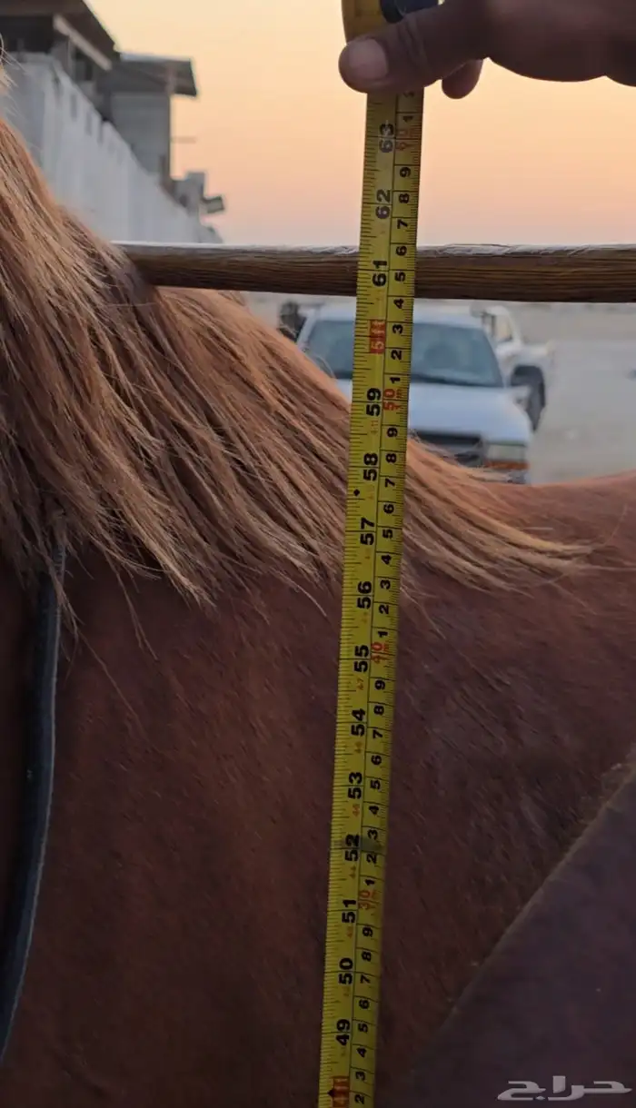 حصان واهو بالدمام 3