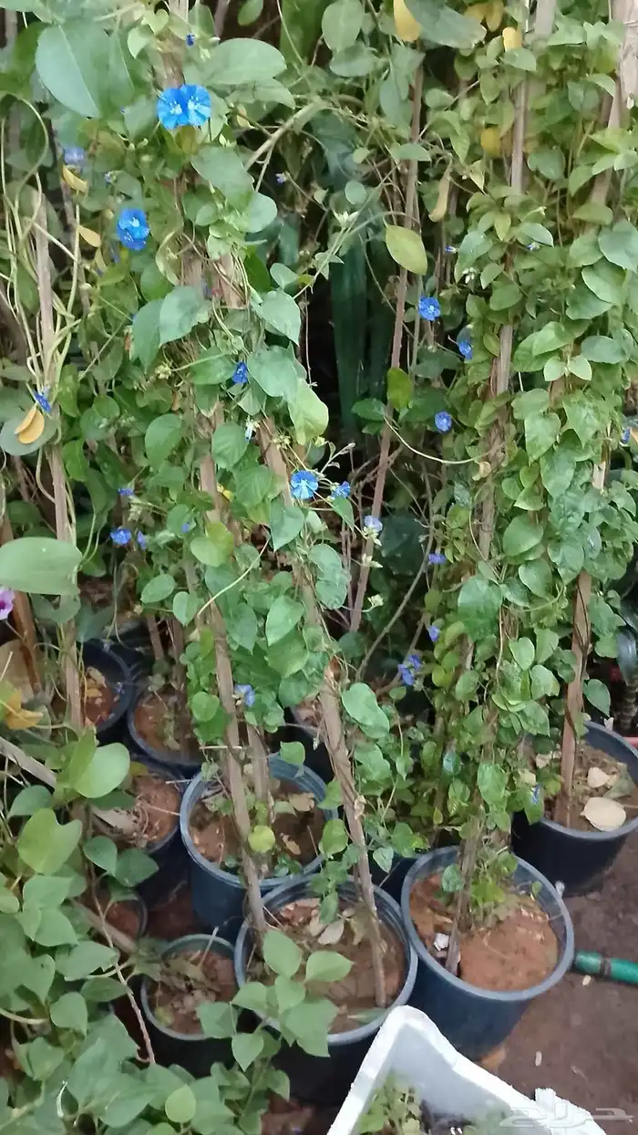 تنسيق حداءق 5