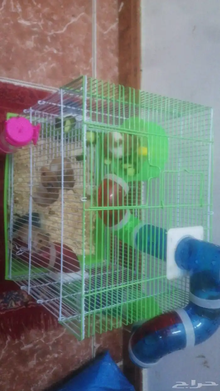 هامستر للبيع 0