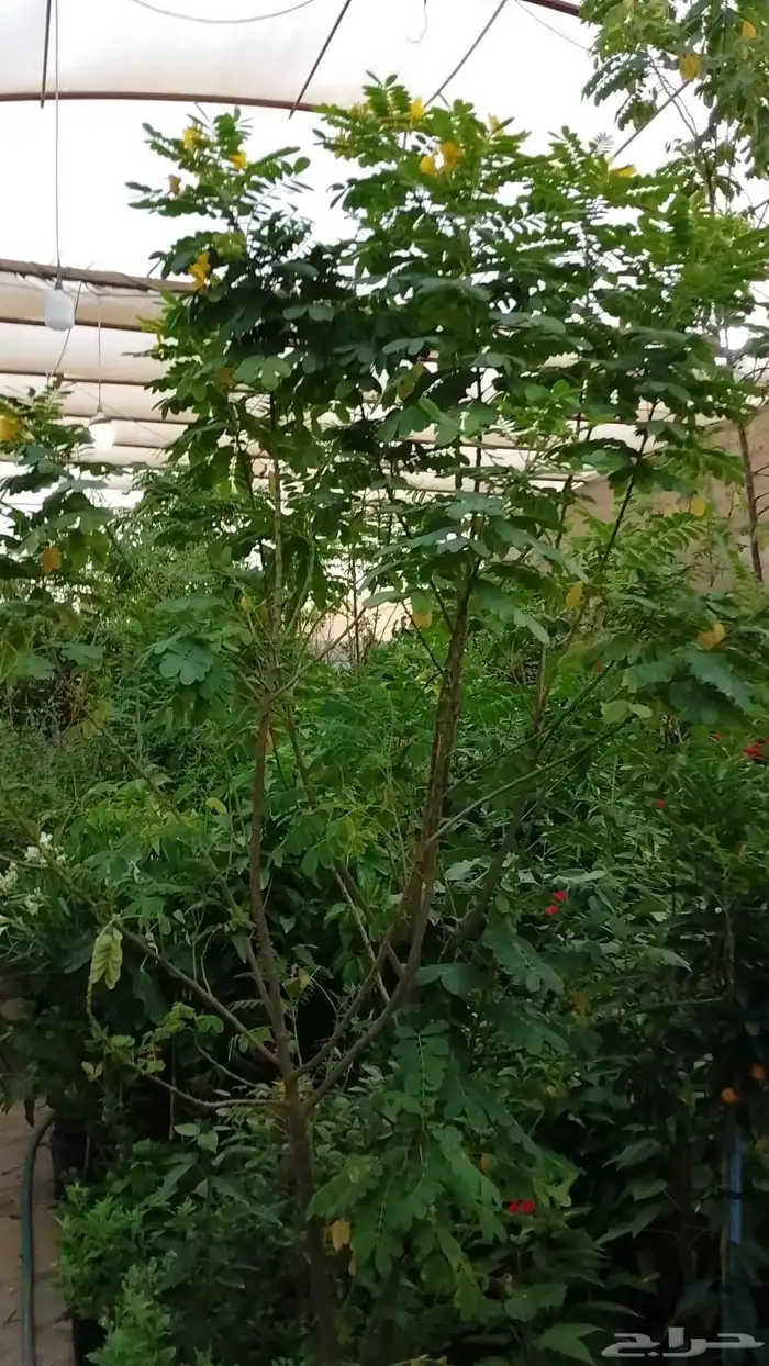 تنسيق حداءق 7