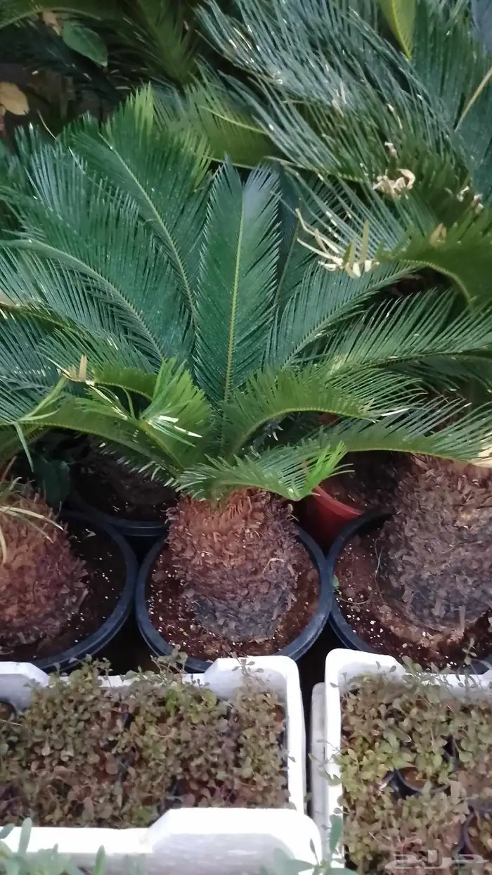 تنسيق حداءق 6