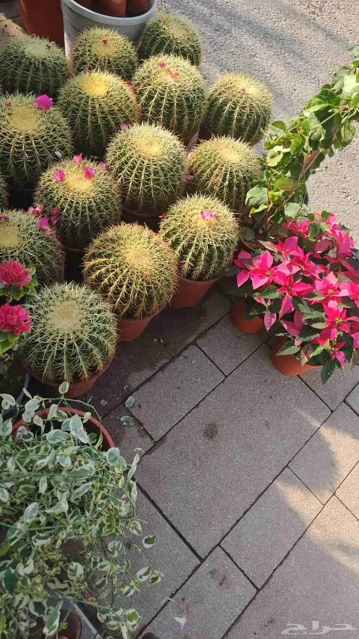 الزراعة الثيل الطبيعي وتركيب شبكات الري العادي والاتوماتيك 9