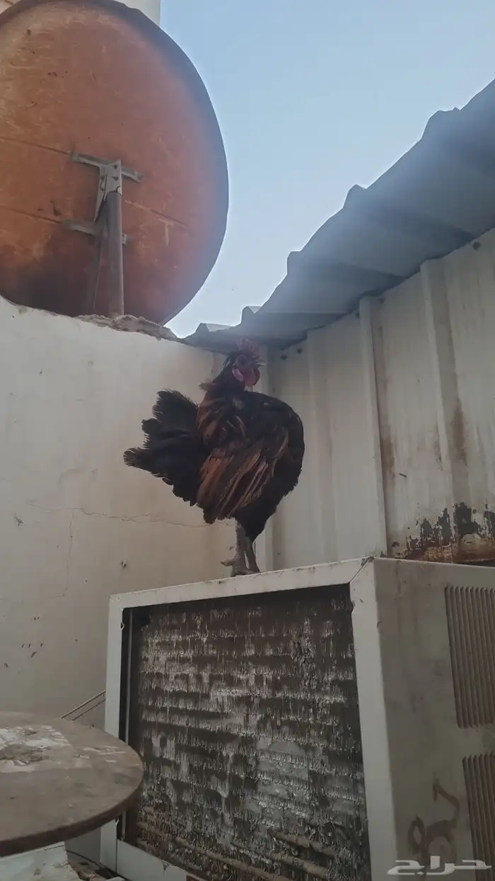 دجاج حباحب دم هزاز 4