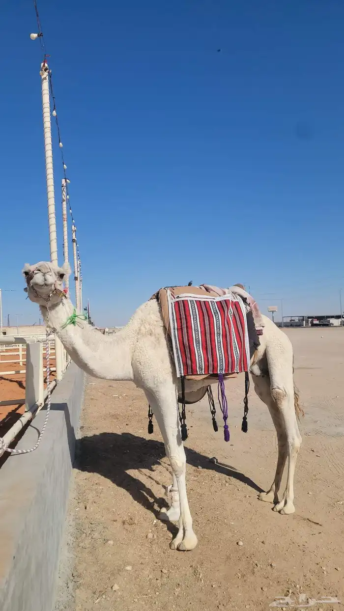 مطلوب دنه ماشي من الحفر الي الصياهد 0