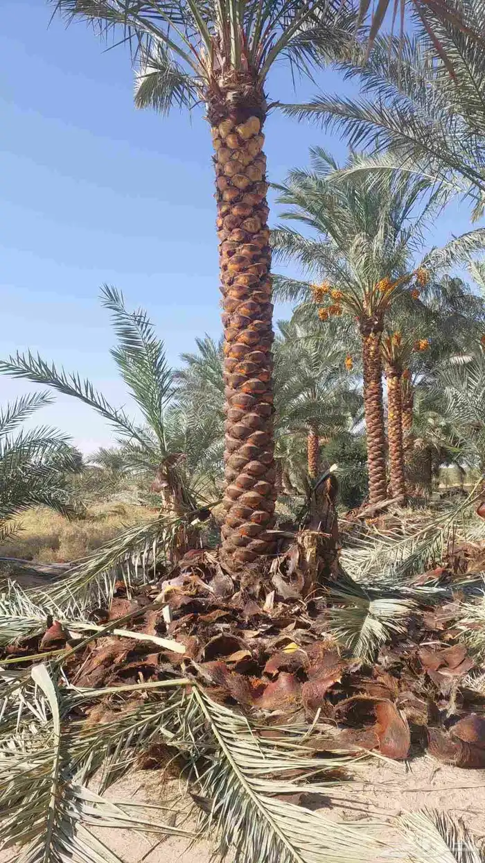 نخل تكريب هلال من اربعه متر الا خمسه متر 1