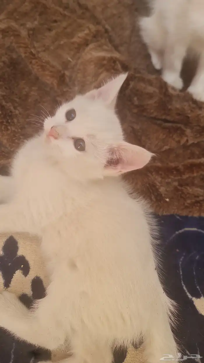 عمرهن شهرين ذكوره 1