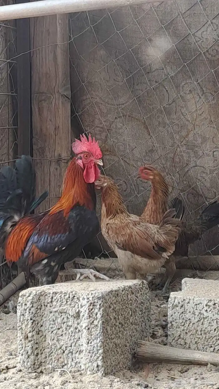 طقم دجاج عربي. ( تم البيع ) 0