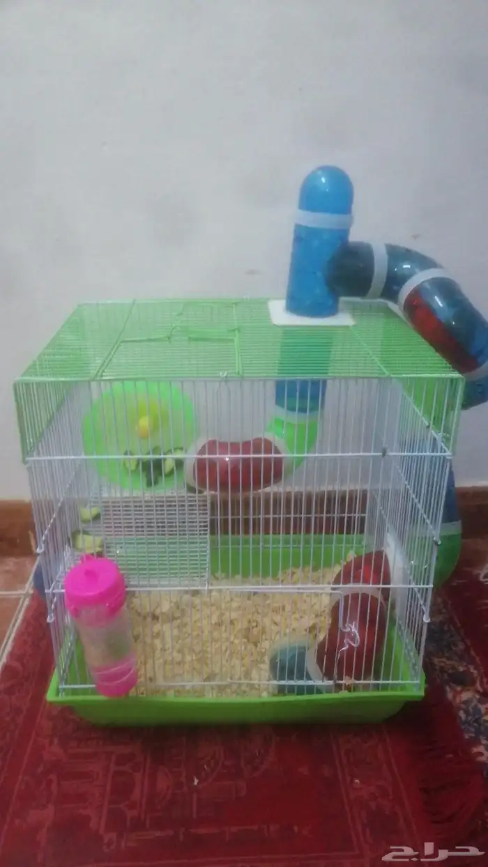 هامستر للبيع 3