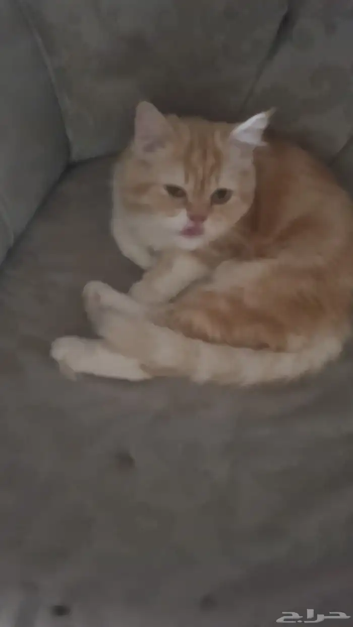 عمرهن شهرين ذكوره 2