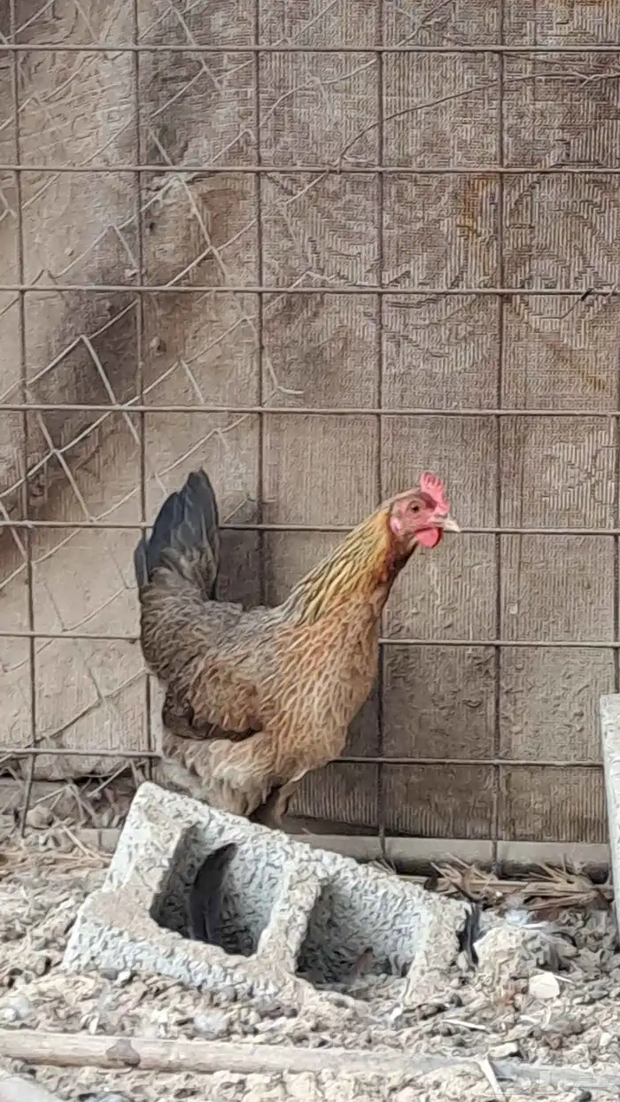 طقم دجاج عربي. ( تم البيع ) 2