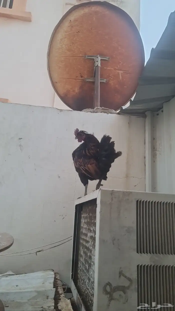 دجاج حباحب دم هزاز 5