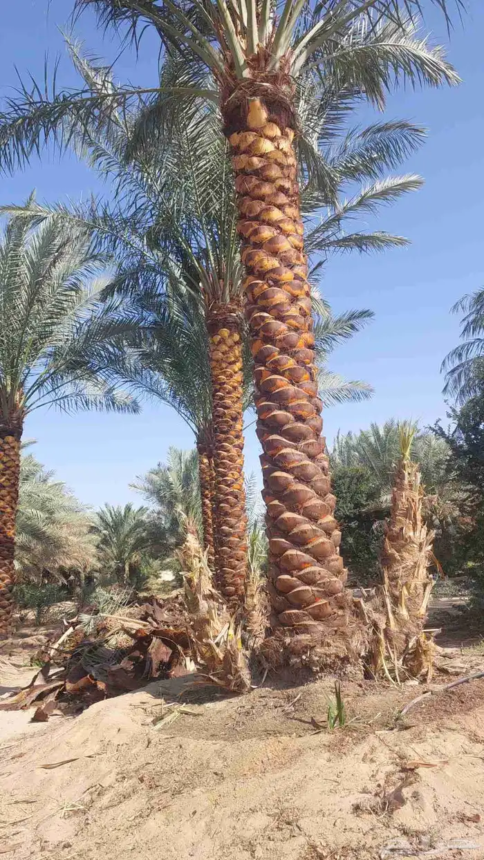 نخل تكريب هلال من اربعه متر الا خمسه متر 0