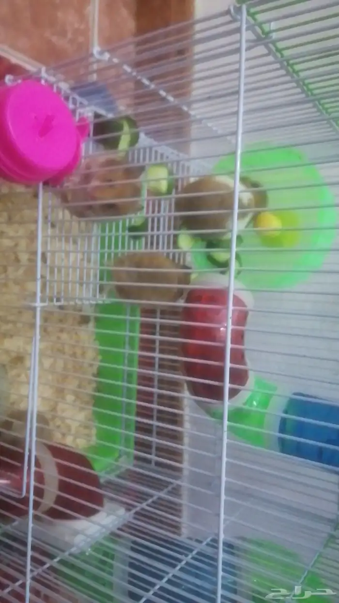 هامستر للبيع 2