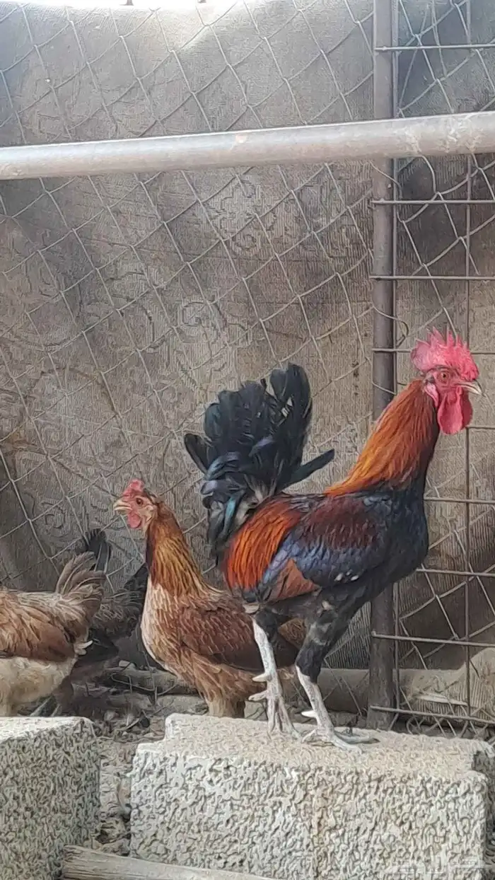 طقم دجاج عربي. ( تم البيع ) 1