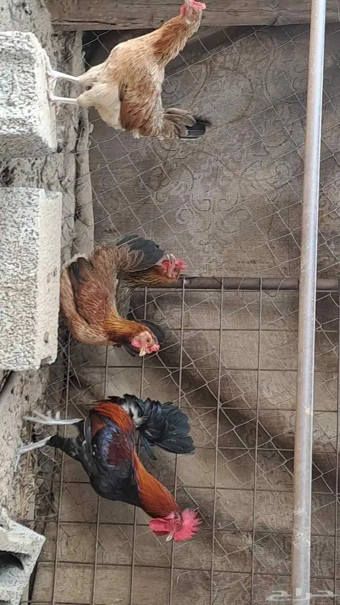 طقم دجاج عربي. ( تم البيع ) 4