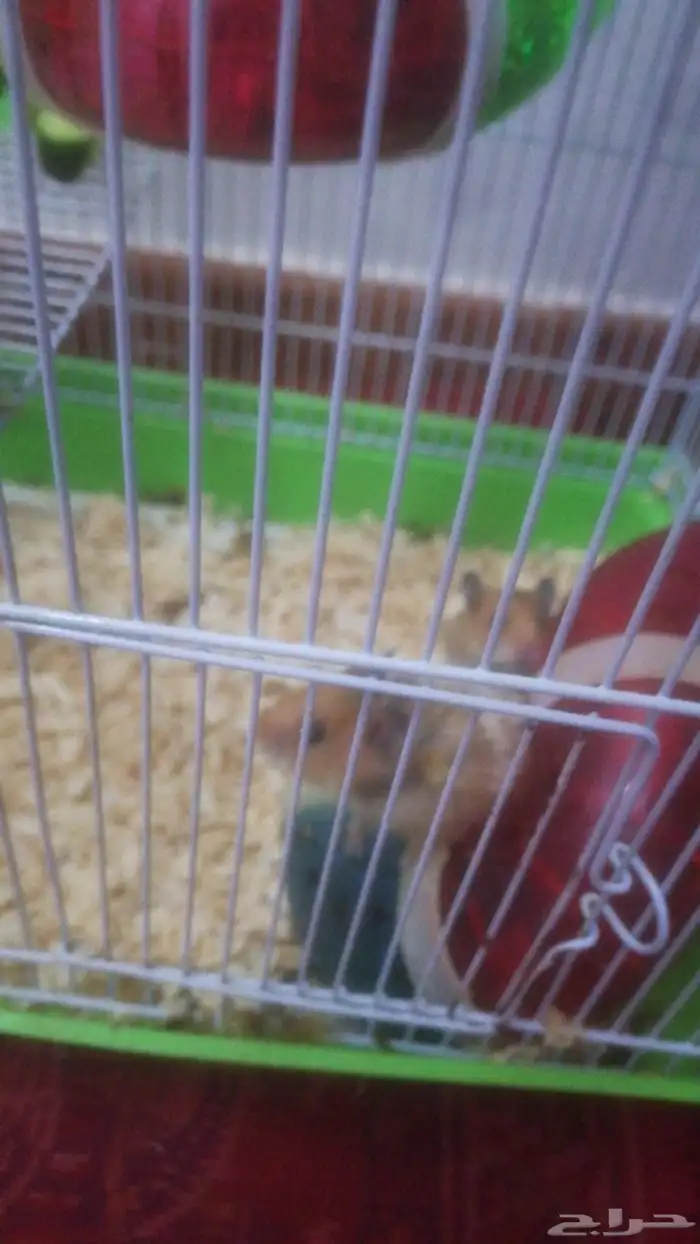 هامستر للبيع 1