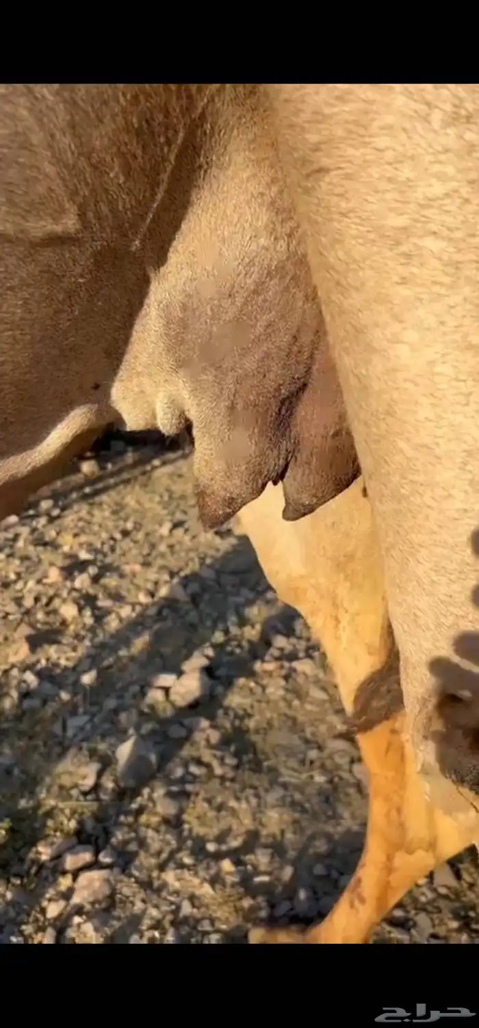 أعرض لكم ناقه خلفه 5