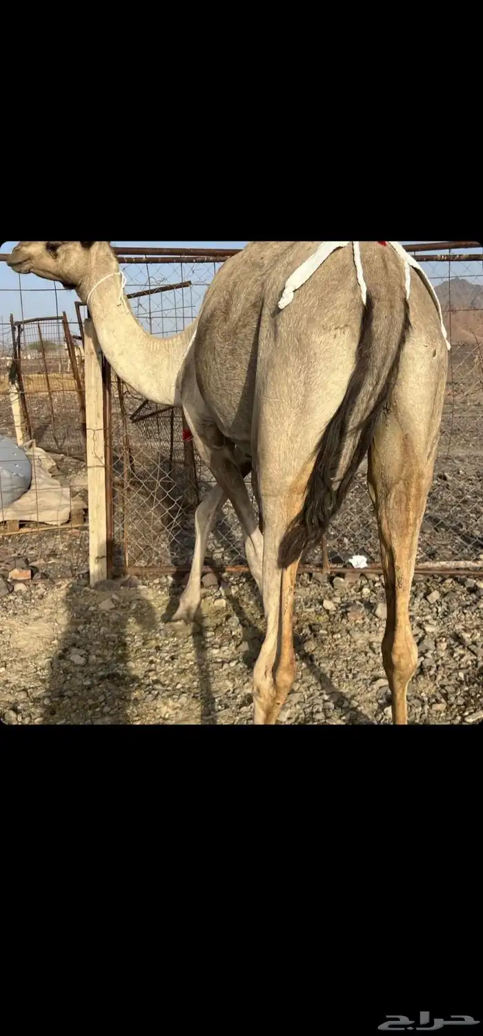 أعرض لكم ناقه خلفه 0