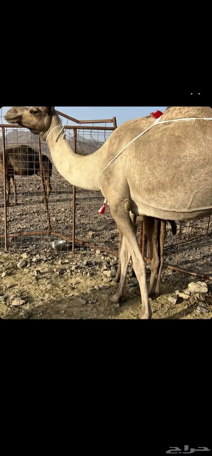 أعرض لكم ناقه خلفه 2